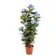 Cserepes Hortenzia kék nagy 140 cm