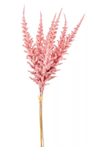 Csokros Astilbe (kerti tollbuga) rózsaszín 48cm