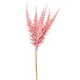 Csokros Astilbe (kerti tollbuga) rózsaszín 48cm