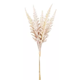 Csokros Astilbe  (kerti tollbuga) krém 48cm