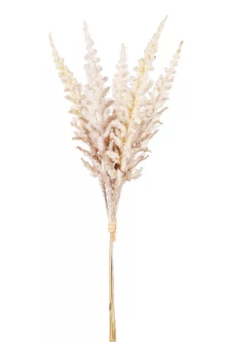Csokros Astilbe  (kerti tollbuga) krém 48cm