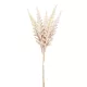 Csokros Astilbe  (kerti tollbuga) krém 48cm