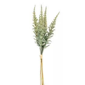 Csokros Astilbe  (kerti tollbuga) zöld 48cm