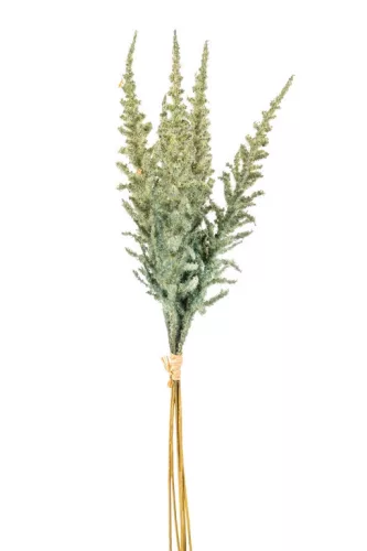 Csokros Astilbe  (kerti tollbuga) zöld 48cm