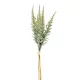 Csokros Astilbe  (kerti tollbuga) zöld 48cm
