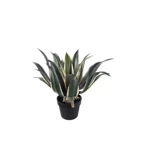 Cserepes Agave nagy 50 cm