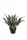 Cserepes Agave nagy 50 cm
