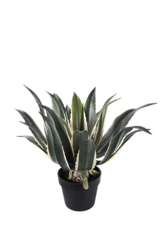 Cserepes Agave nagy 50 cm