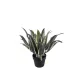 Cserepes Agave nagy 50 cm