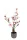 Kaspós Magnólia fehér-pink 78 cm