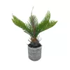 Műnövény Cycas kaspóban 27cm