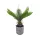 Műnövény Cycas kaspóban 27cm