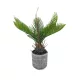 Műnövény Cycas kaspóban 27cm