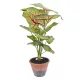Élethű kaládium cserépben 60cm