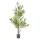 Cserepes oliva fa 120cm - dekorációnak