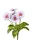 Élethű gerbera csokor fehér-rózsaszín 50 cm