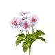Élethű gerbera csokor fehér-rózsaszín 50 cm