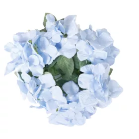 Hortenzia 20 cm kék