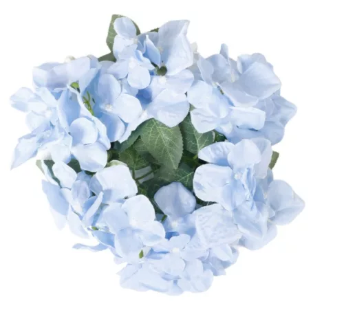 Hortenzia 20 cm kék