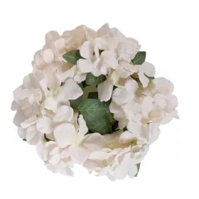 Hortenzia 20 cm barack