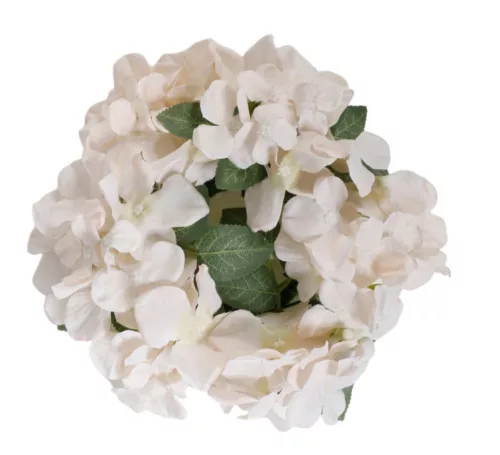 Hortenzia 20 cm barack