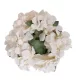 Hortenzia 20 cm barack