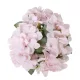 Hortenzia 20 cm pink