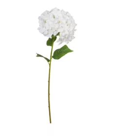 Hortenzia cserje 95cm fehér