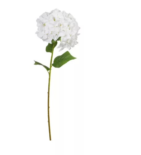 Hortenzia cserje 95cm fehér