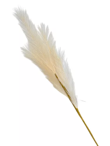 4 ágú pampafű ág, 58cm magas - Ekrü