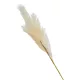 4 ágú pampafű ág, 58cm magas - Ekrü