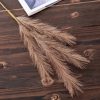 4 ágú pampafű ág, 58cm magas - Barna