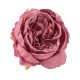 Selyemvirág fej peonia 5,5cm -rose red