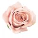 Bársony rózsafej 8cm - Pezsgő