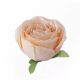 Angol rózsa selyemvirág fej 5,5cm - világos pezsgő
