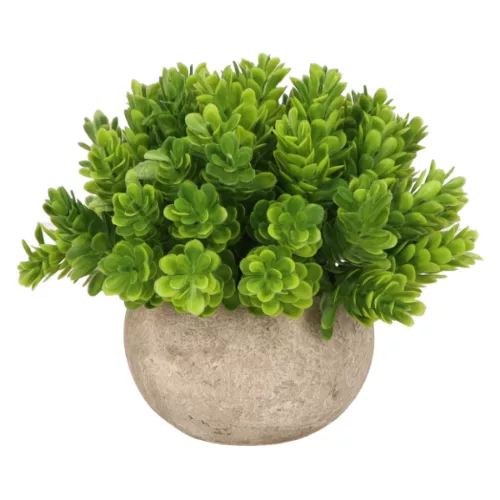 Élethű mű pozsgás növény kaspóban – zöld, 14 cm