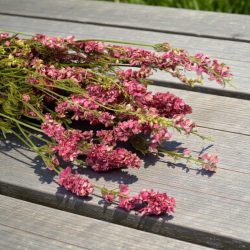 Szárított szarkaláb rózsaszín natúr 110g