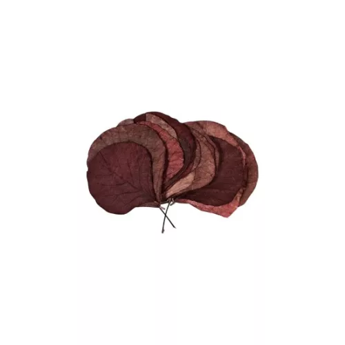 Kobra levél rózsaszín