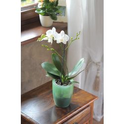   Virágcserép 160 x183 mm Átlátszó lila COUBI Prosperplast