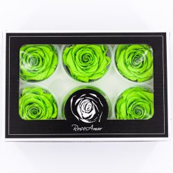 Rose Amor LL Örökrózsa fej 6db zöld GRE05