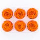Rose Amor LL Örökrózsa fej 6db narancs ORA02