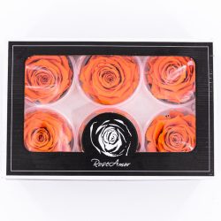 Rose Amor LL Örökrózsa fej 6db narancs ORA02