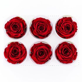 Rose Amor LL Örökrózsa fej 6db vörös RED01