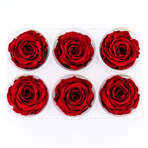 Rose Amor LL Örökrózsa fej 6db vörös RED01