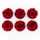 Rose Amor LL Örökrózsa fej 6db vörös RED01