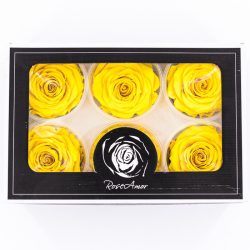 Rose Amor LL Örökrózsa fej 6db sárga YEL02