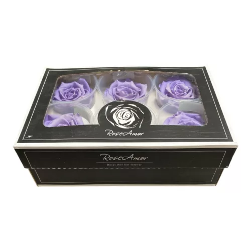 Rose Amor LL Örökrózsa fej 6db viola VIO01