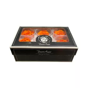 Rose Amor LL Örökrózsa fej 6db BIC03