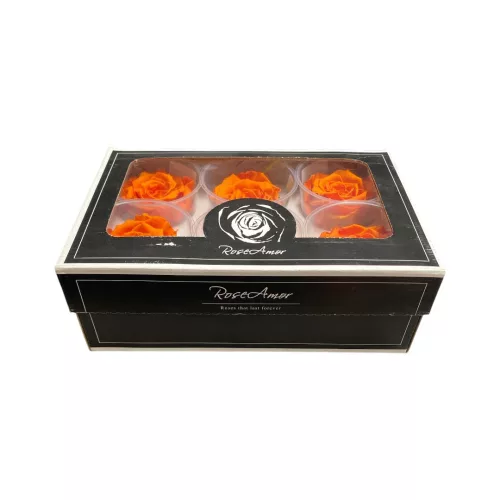 Rose Amor LL Örökrózsa fej 6db BIC03