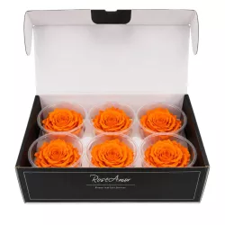 Rose Amor LL Örökrózsa fej 6db BIC03